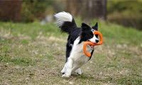 WEST PAW Zogoflex Bumi Dog Tug Toy – S-Shaped, Lightweight Chew Toys for Fetch, Play, Pet Exercise – Tug of War Soft Flinging Squishy Chewy Toy for Dogs – Guaranteed, Latex-Free, Small 8", Tangerine
