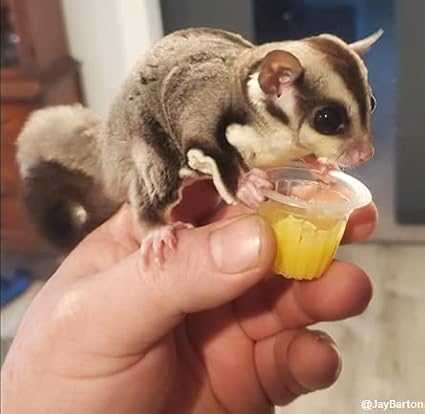 Nectar Pods (Mango) - Calcium-Fortified Jelly Fruit Treat - Sugar Gliders, Marmosets, Squirrels, Parrots, Cockatiels, Parakeets, Lovebirds, Conures, Hamsters, Day Geckos, Kinkajous & Other Small Pets