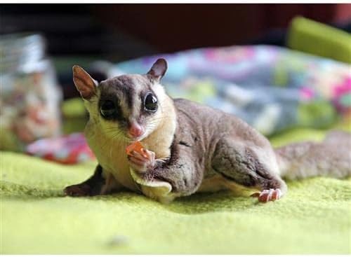 Tropical Trio - Healthy Natural Mixed Dried Fruit Treat - Papaya, Coconut, Pineapple - for Sugar Gliders, Squirrels, Prairie Dogs, Skunks, Marmosets, Parrots, Birds, Rats, Small Pets (4.5 oz.)