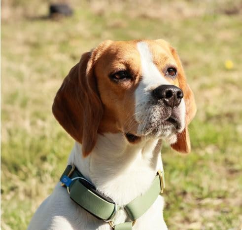 Invoxia Minitailz - Health & GPS Tracker for Dogs #1 - Cardiac and Respiratory Scan - Real-time Location - Activity and Well-Being Analysis - Compact, Lightweight, and Easy to Install