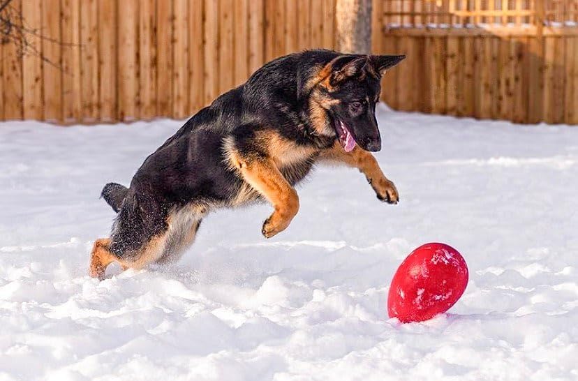 Jolly Pets Jolly Egg Dog Toy, 8 Inches/Medium, Red (JE08 RD)