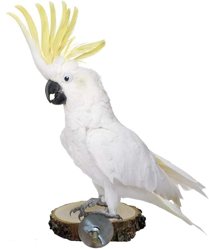 Hamiledyi Perch Platform for Bird Cage,Natural Round Wooden Stand Platform Bird Toy for Canary Parakeet Cockatiel Parrot Budgie Sparrow(3 Pcs)