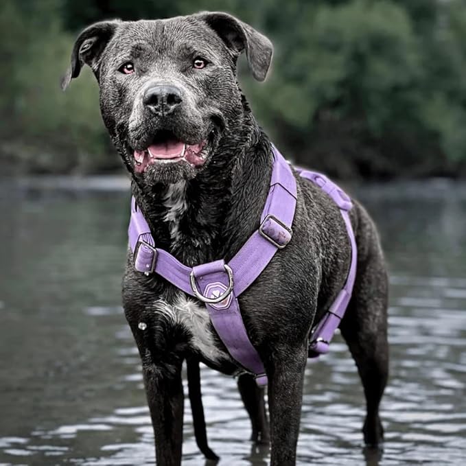 Spark Paws No Pull Dog Harness for Large Dogs, Heavy Duty Dog Harness for Big Strong Breeds, Adjustable, Y Shaped Padded Halter Design with Front Clip - Purple - Small