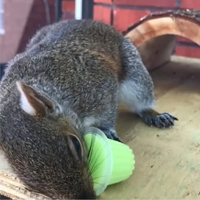 Nectar Pods (Melon) - Calcium-Fortified Jelly Fruit Treat - Sugar Gliders, Marmosets, Squirrels, Parrots, Cockatiels, Parakeets, Lovebirds, Conures, Hamsters, Day Geckos, Kinkajous & Other Small Pets
