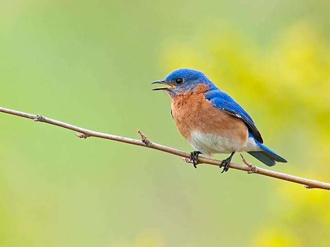 Birdseed Cylinders with Hole - Bird Seed for Outside Wild Birds (Small Cylinder, Mighty Bird Mix 2pc)