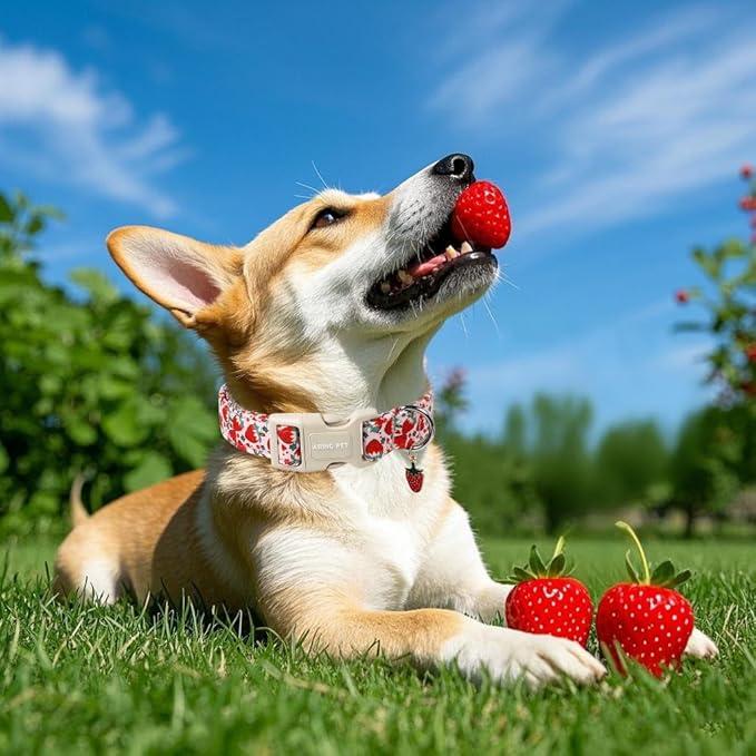 ARING PET Strawberry Dog Collar, Cute Summer Pink Pet Collars with Quick Release Buckle for Puppy Small Medium Large Boy Girl Dogs-M