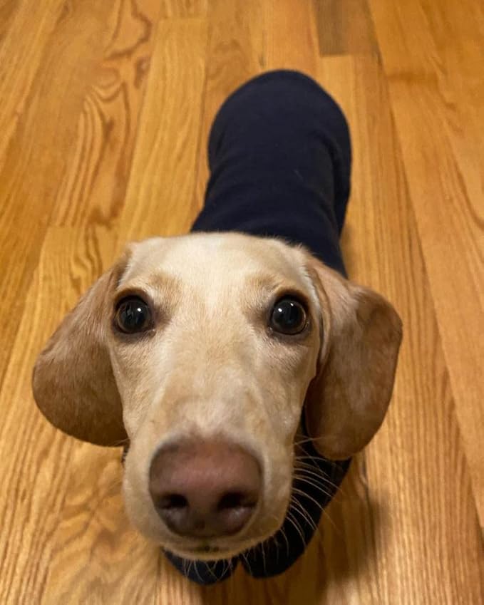 Gooby Fleece Vest Dog Sweater - Navy, X-Large - Warm Pullover Fleece Dog Jacket with O-Ring Leash for Small to Medium Dogs