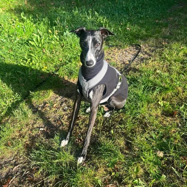 Sweatshirt for Vizsla/Weimaraner/Poodle/Dalmatian/German Dog, Reflective Sleeveless Warm Cotton Clothes for Big Dogs (Black, XX-Large(Chest 29'', Back 24.5''))