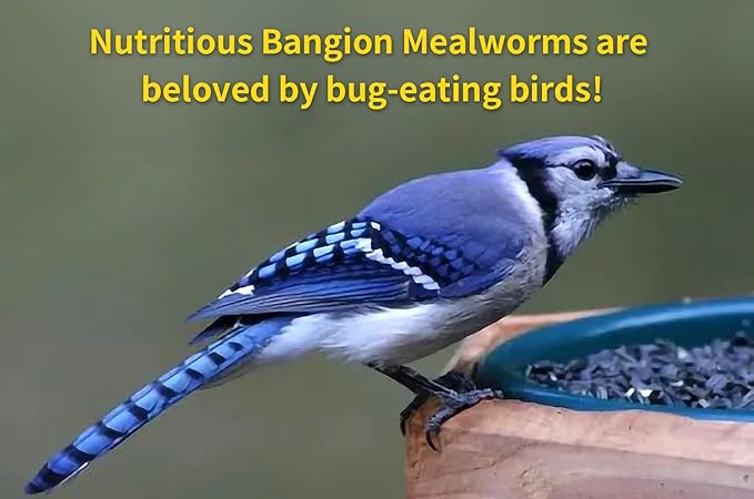 Organic Dried Mealworms for Chickens 5 LB Natural Non-GMO Mealworms High Protein Chickens Feed Meal Worms for Chicken Wild Birds Bluebirds Ducks Turtles Reptiles Laying Hens Treats & Food