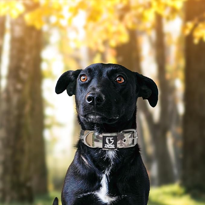 TSPRO Tactical Dog Collar 1.25 Inch Wide Thick Dog Collars with Heavy Duty Metal Buckle, Durable, Strong, Adjustable for Small Dogs (Military Green S)