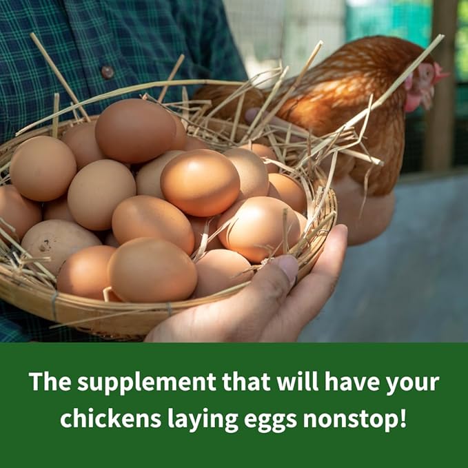 GrubTerra Golden Dried Black Soldier Fly Larvae - Premium Supplement to Increase Egg Production for Hen Treats, Bird Feed, Chicken Feeder, Pet Bird Food, and Wildbird Feed, Never from China! (1lb)