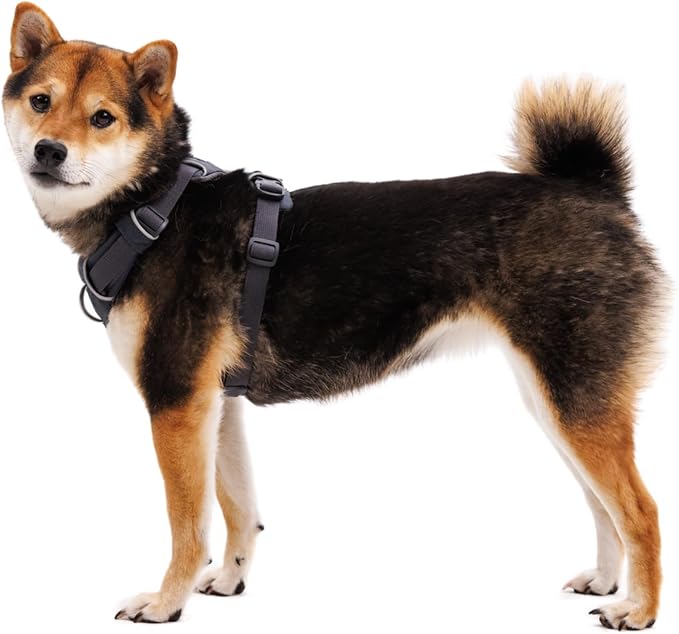 Ruffwear, Front Range Dog Harness, Reflective Soft Padded Everyday Harness with Dual Leash Clips, Adjustable and Lightweight Fit for Training or Walking for All Dogs, Blaze Orange, X-Small