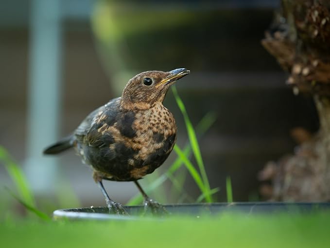Birdseed Cylinders with Hole - Bird Seed for Outside Wild Birds (Small Cylinder, Bandit Buster 6pc)