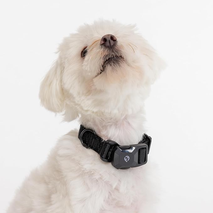 2025 New Edition, Fei & Eve MagEase Dog Collar - Patented Magnetic Buckles | Fur-Safe | Premium 210D Nylon | 450LB Escape-Proof | Adjustable Fit | Small (Black)