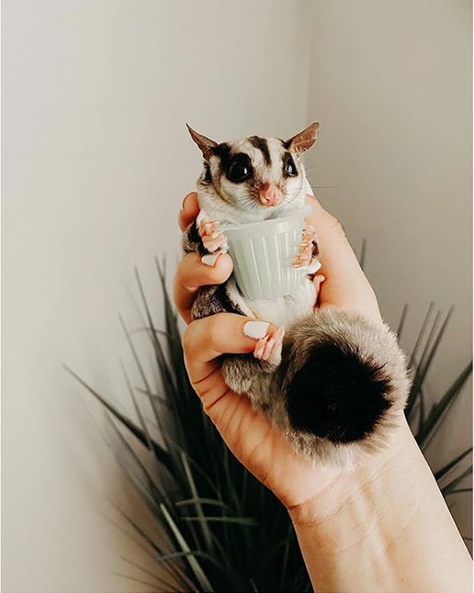 Nectar Pods (Variety 5 Pack) - Calcium-Fortified Jelly Fruit Treat - Sugar Gliders, Marmosets, Squirrels, Parrots, Cockatiels, Parakeets, Birds, Hamsters, Day Geckos, Kinkajous & Other Small Pets…