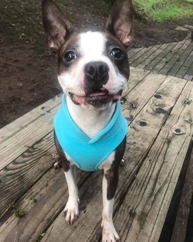Gooby Fleece Vest Dog Sweater - Turquoise, Large - Warm Pullover Fleece Dog Jacket with O-Ring Leash for Small to Medium Dogs