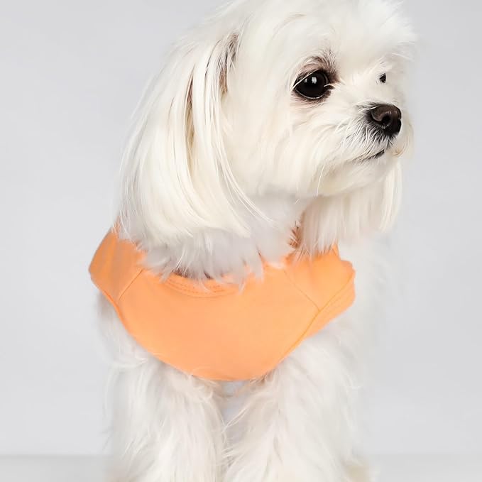 Fitwarm Happy Easter Bunny Dog Shirt, Easter Dog Clothes for Small Dogs Boy Girl, Cute Pet Outfit, Green, Blue, White, Orange, Large