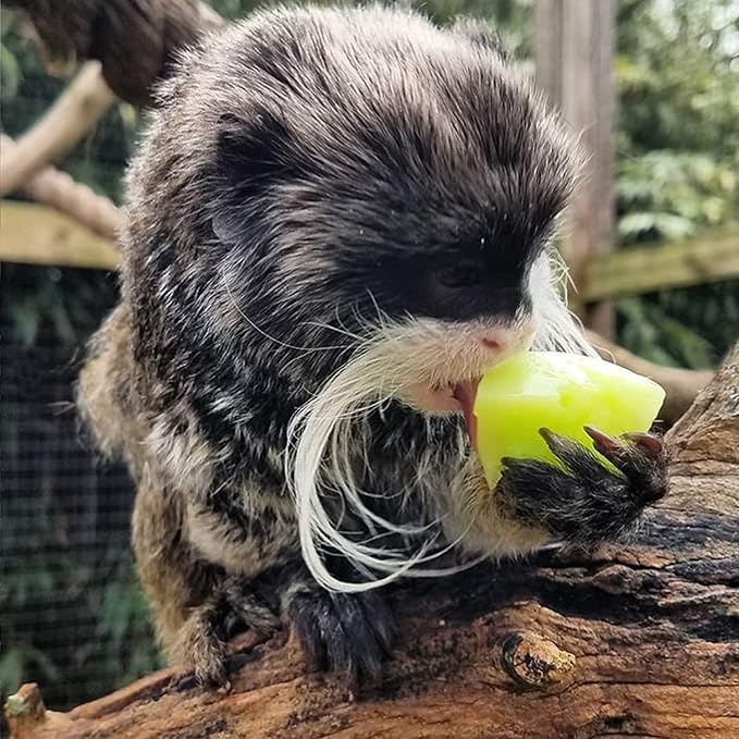 Nectar Pods (Melon) - Calcium-Fortified Jelly Fruit Treat - Sugar Gliders, Marmosets, Squirrels, Parrots, Cockatiels, Parakeets, Lovebirds, Conures, Hamsters, Day Geckos, Kinkajous & Other Small Pets