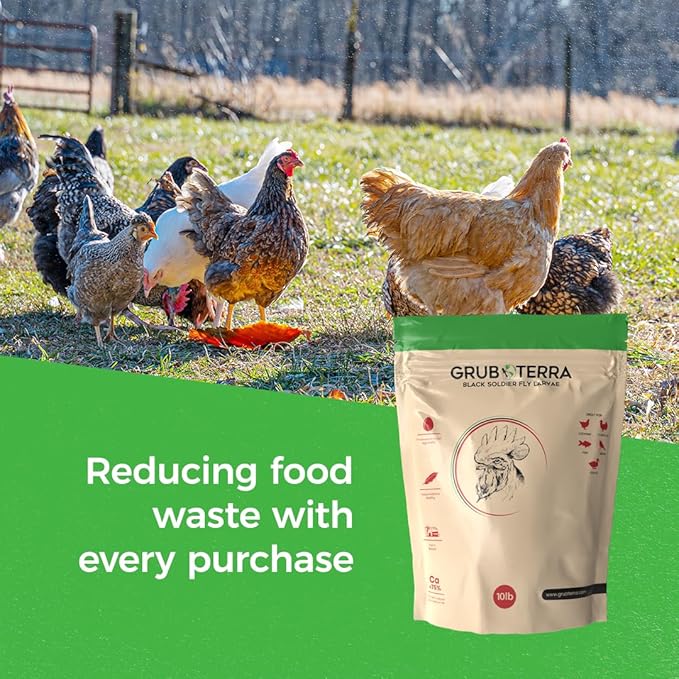 GrubTerra Golden Dried Black Soldier Fly Larvae - Premium Supplement to Increase Egg Production for Hen Treats, Bird Feed, Chicken Feeder, Pet Bird Food, and Wildbird Feed, Never from China! (1lb)