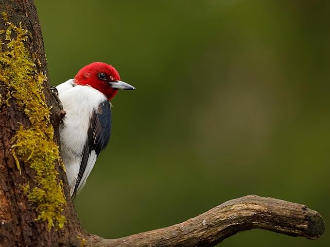 Birdseed Cylinders with Hole - Bird Seed for Outside Wild Birds (Small Cylinder, Redhead Special 1pc)