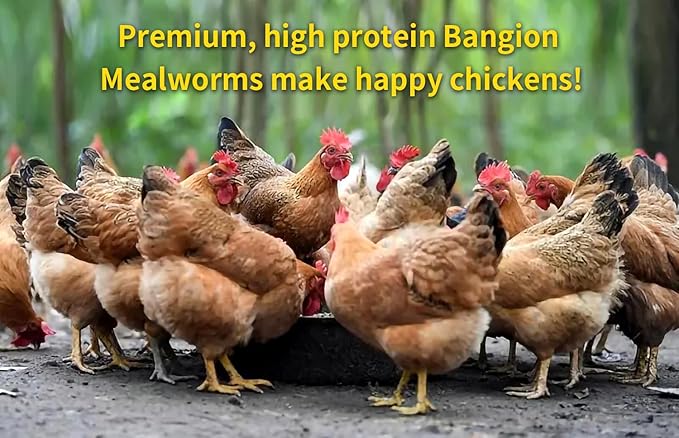 Organic Dried Mealworms for Chickens 5 LB Natural Non-GMO Mealworms High Protein Chickens Feed Meal Worms for Chicken Wild Birds Bluebirds Ducks Turtles Reptiles Laying Hens Treats & Food