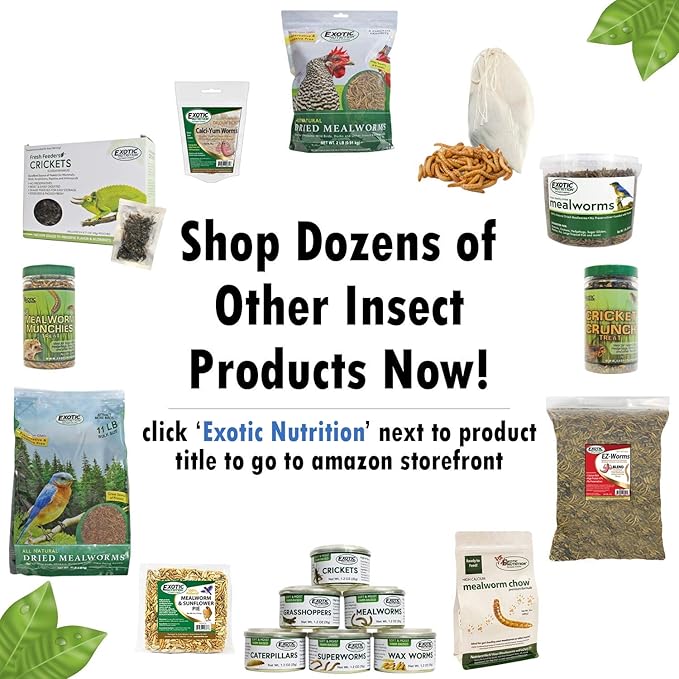 Groovy Grasshoppers - All Natural Healthy High Protein Insect Treat - Chickens, Birds, Hedgehogs, Bluebirds, Reptiles, Sugar Gliders, Opossums, Skunks, Lizards, Fish, Turtles, Amphibians (1.4 oz)