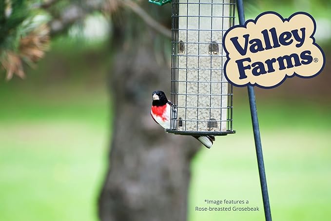 Valley Farms Safflower Seed Wild Bird Food (15 LB) for Outside Feeders, Safflower Bird Seed for Cardinals, Grosebeaks, and Buntings, Cardinal Birdseed for Ourtside Feeders