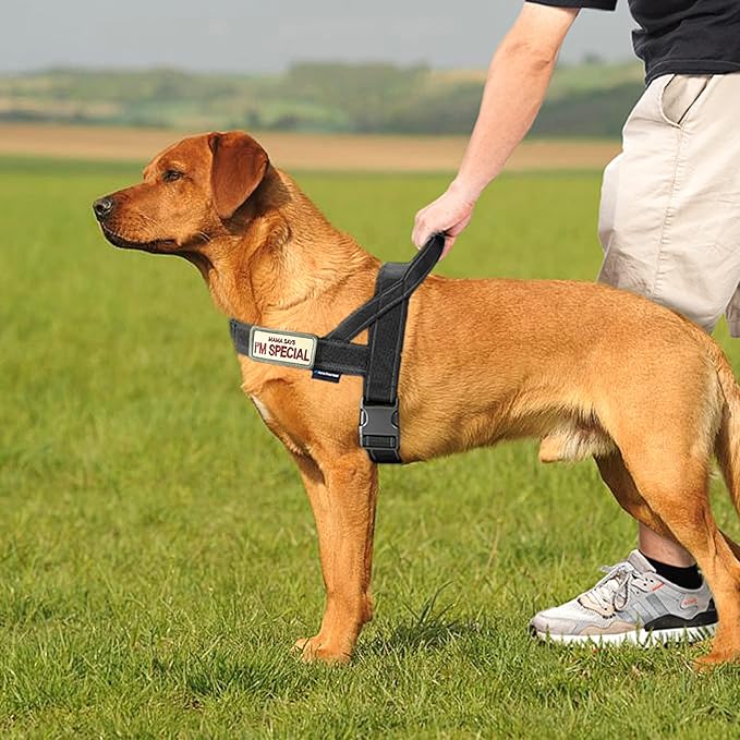 Annchwool No Pull Dog Harness with Padded Handle+5 Ft Leash,Reflective Strip Escape Proof and Quick Fit to Adjust Dog Harness,Easy for Training Walking for Small & Medium and Large Dogs(Black-Set,M)