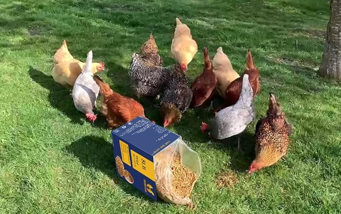 Superior to Dried Mealworms for Chickens 5lb - 85X More Calcium Than Mealworms - Non-GMO Chicken Feed - Molting Supplement - BSFL Treats for Hens, Ducks, Turkeys, Wild Birds, Quails