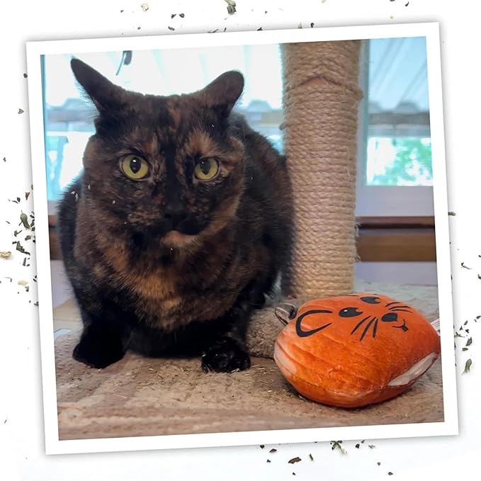 Meowijuana Refillable Cat Toys | Get Spooked Bundle - Scarecrow, Pumpkin, Pumpkin Spice Latte Catnip Toys | Includes Potent Hand Harvested Catnip Grown in North America | Promotes Play