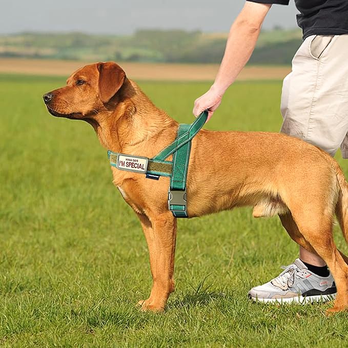 Annchwool No Pull Dog Harness with Soft Padded Handle-Reflective Strip Escape Proof and Quick Fit to Adjust Dog Harness-Easy for Training Walking for Small & Medium and Large Dogs(Green,XS,1 In Width)