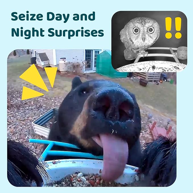 NETVUE by Birdfy Smart Feeder with AI Camera Solar Powered, 2MP Wireless Wildbird Watching, Live Stream & Night Vision, Auto-Capture & Notify, Collection & Cloud Storage (AI by Subscription)