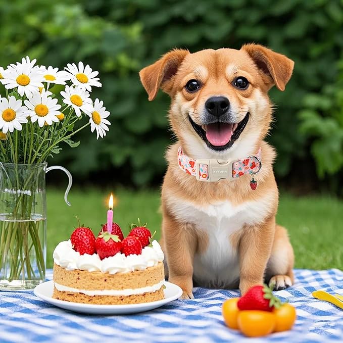 DOGWONG Cute Dog Collar- Strawberry Dog Collars Adjustable Designer Strawberry Flower Puppy Dog Collar for Small Medium Large Dogs S
