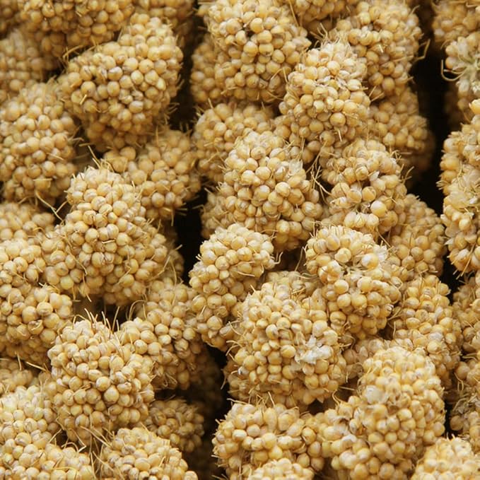 Jmxu's Spray Millet Treat for Birds Parakeets, Natural Sun-Dried Birds Millet for Cockatiel, Budgie, Finches, Parrots, Hamster