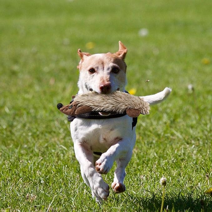 LEGEND SANDY Dog Squeaky Toys for Small Doggies, Puppy Toys for Teething Cute Small Breeds Toys Stuffed Plush Bundle Natural Cotton Puppy Rope, Dog Chew for Puppies Pet for Pet (Hedgehog)