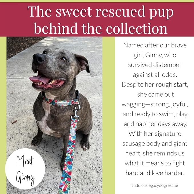 Lucky Love Dog - Easy Click Buckle Dog Collar with Leash Set Combo, Durable & Comfortable for Male & Female Dogs, Pet Collar for Small to Large Dogs, Secure Fit - Ginny Combo, XS