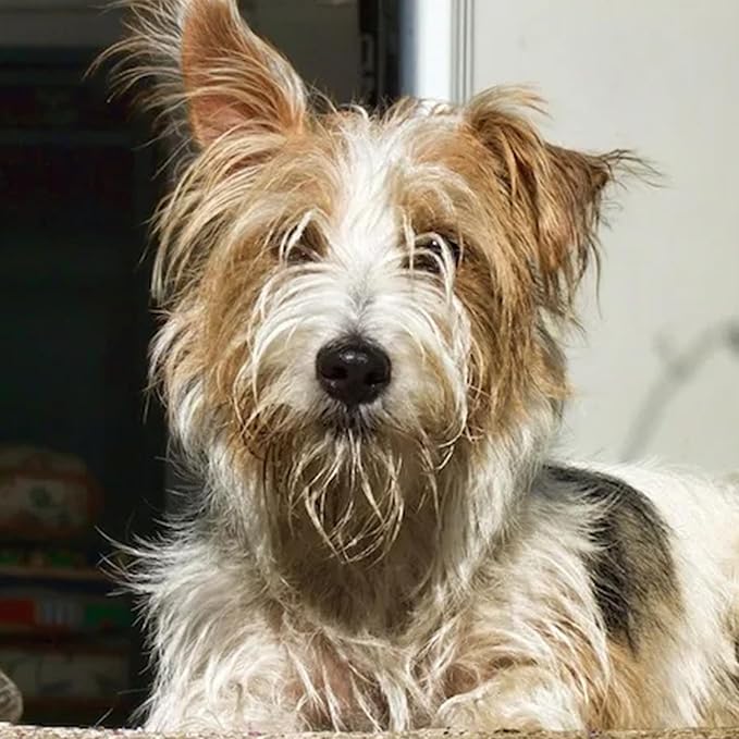 House & Hound Tearless All-in-One Dog Shampoo & Conditioner – Gentle Hypoallergenic Pet Wash for Puppies & Dogs – Cleans, Deodorizes & Detangles, pH-Balanced, 16 oz