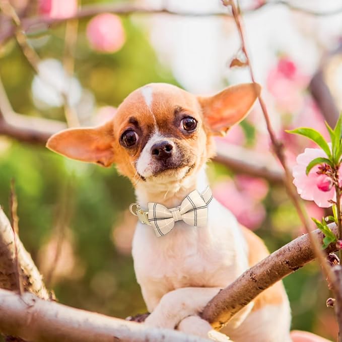 Beirui Cute Extra Small Dog Harness Collar and Leash Set with Bowtie, Soft Adjustable Plaid Puppy Harness for Small Sized Dogs Cats Walks Parties and Photoshoots(Beige,XXS:Chest 12-14")