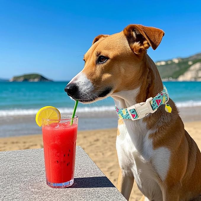 DOGWONG Summer Dog Collar, Summer Lemon Watermelon Dog Collars, Adjustable Cute Boy Pet Collars Girl Design Dog Collar for Small Medium Large Dogs