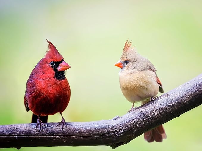 Birdseed Cylinders with Hole - Bird Seed for Outside Wild Birds (Small Cylinder, Neat Beak 4pc)