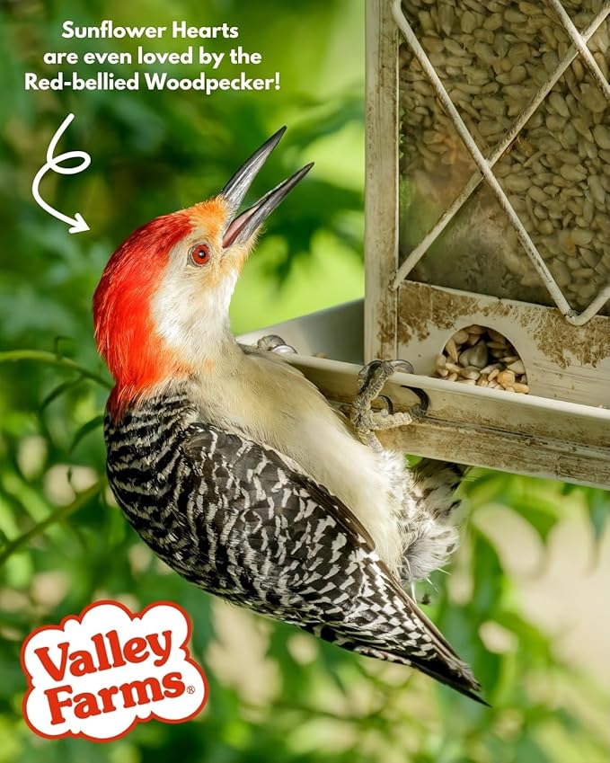 Valley Farms Whole Sunflower Hearts for Birds, Girasol Kernels Wild Bird Food, No Mess Wild Bird Seed for Outside Feeders (4 LBS)