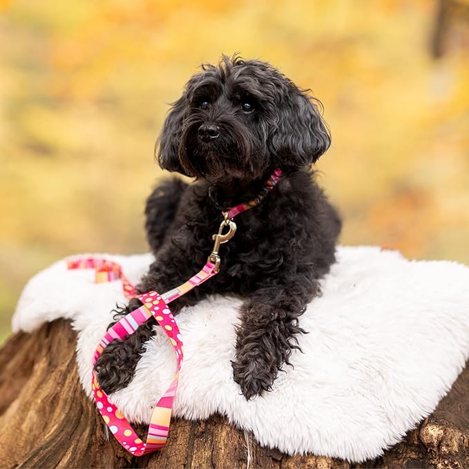 Lucky Love Dog Collar and Leash Set - Colorful Stripes, Yellow, Pink, Blue - Cute Female Dog Combo Set - Large, Molly Combo