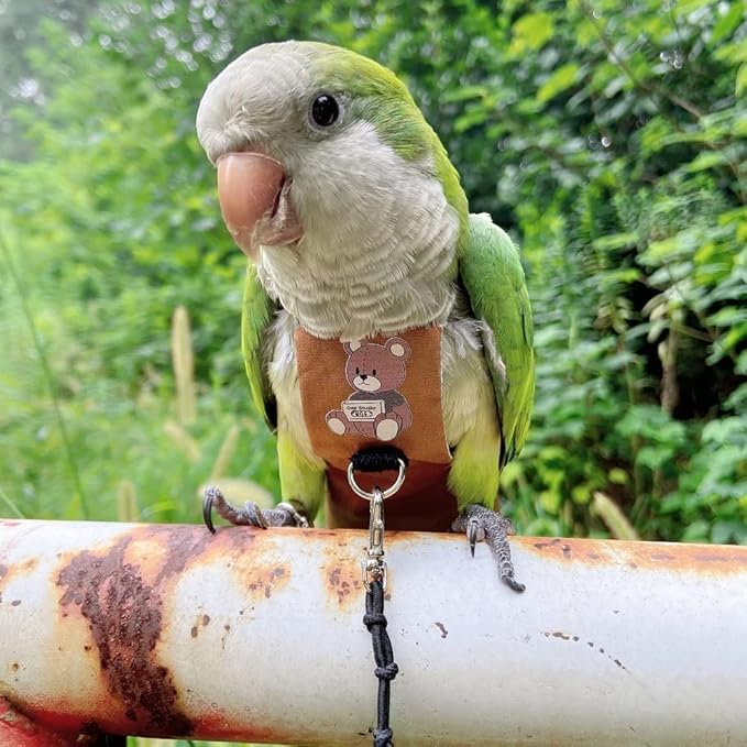 Bird Diaper Harness Flight Suit Clothes, Parrot Flight Suit with Leash for Parrot, Bird Flying Clothes with Rope and Handle for Outdoor Activities Training (Without Leash,Senegal)