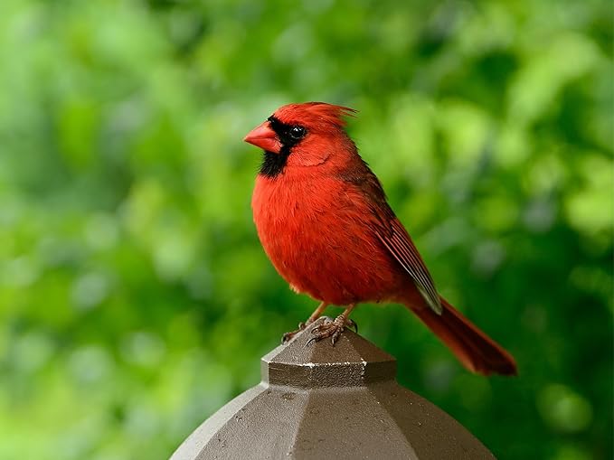 Birdseed Cylinders with Hole - Bird Seed for Outside Wild Birds (Small Cylinder, Neat Beak 4pc)