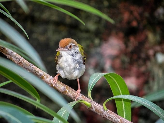 Birdseed Cylinders with Hole - Bird Seed for Outside Wild Birds (Small Cylinder, Four Seasons Flight 2pc)