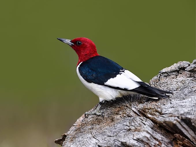 Birdseed Cylinders with Hole - Bird Seed for Outside Wild Birds (Small Cylinder, Redhead Special 2pc)
