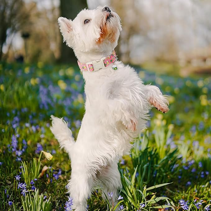 DOGWONG St. Patrick's Day Dog Collar, Pink Green Clover Dog Collars, Adjustable St. Patrick's Day Pet Collars Beer Dog Collar with Quick Release Buckle for Girl Female Dogs