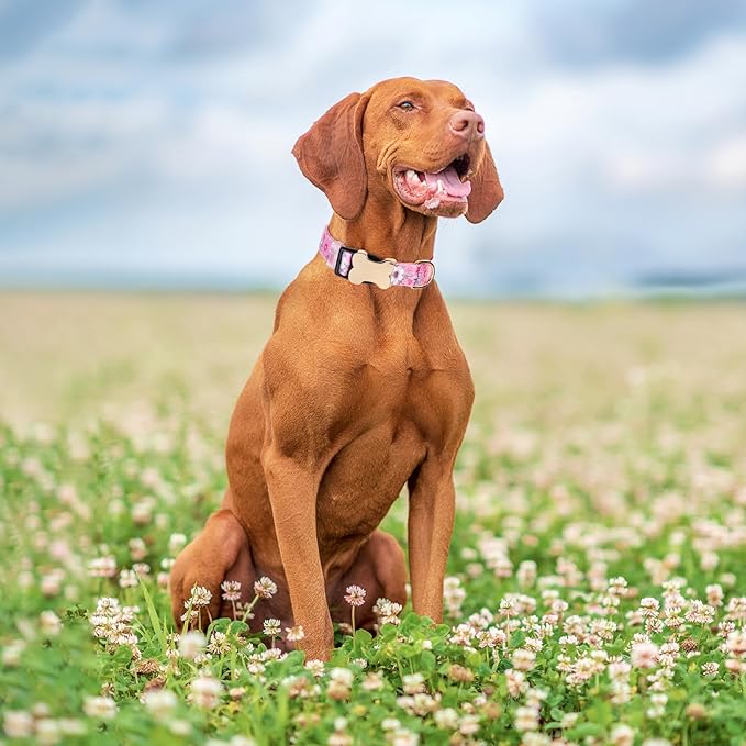 Moonpet Personalized Custom Customized Dog Collar with Engraved ID Dog Name and Phone Number on Bone Buckle/Heavy Duty Adjustable Dog Collars for Puppy X-Small Small Medium Large X-Large Boy Girl Dogs