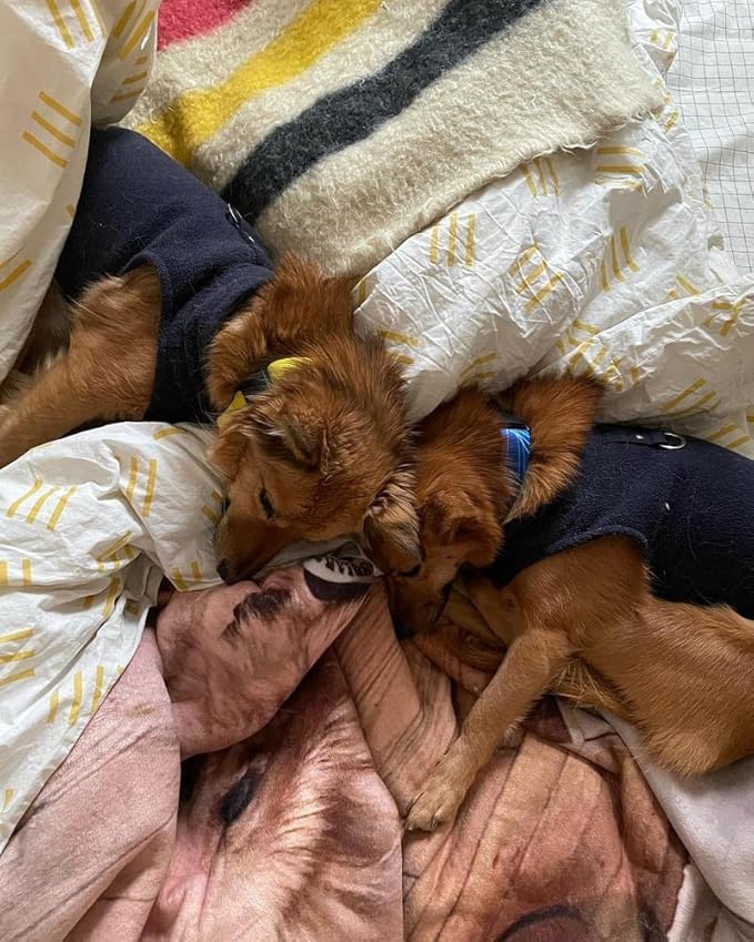 Gooby Fleece Vest Dog Sweater - Navy, Large - Warm Pullover Fleece Dog Jacket with O-Ring Leash for Small to Medium Dogs