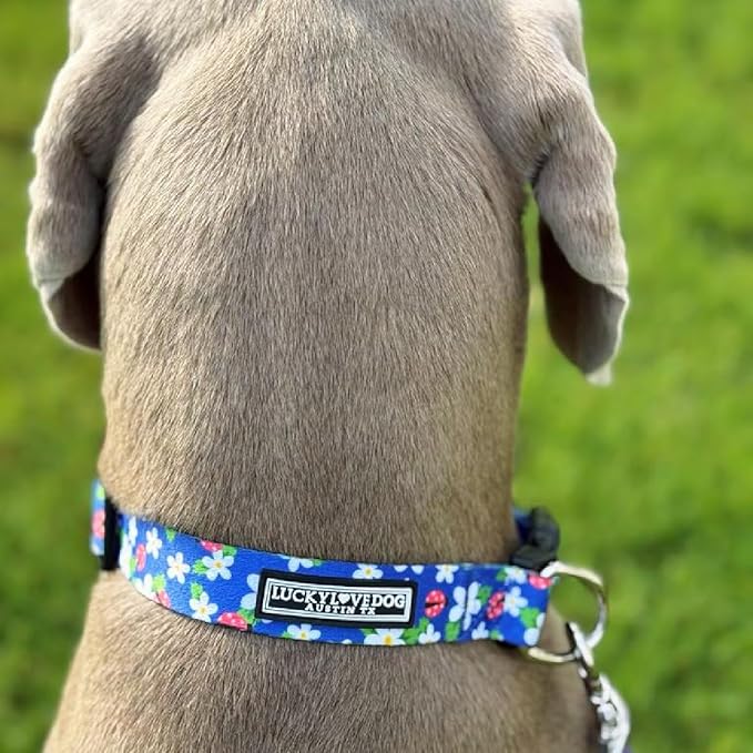 Lucky Love Dog - Adjustable Dog Collar with Easy Click Buckle for Small to Large Ones, Durable, & Comfortable for Male & Female Dogs, Pet Collar for Puppies & Adult Dogs - Lilian, Small